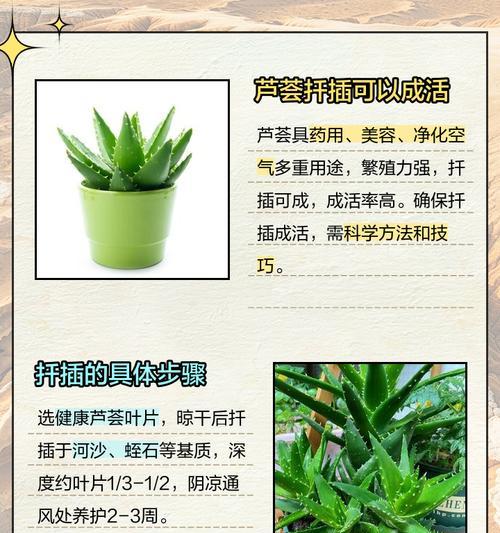 芦荟养护（全面解读芦荟的养护方法，让你的皮肤焕发光彩）