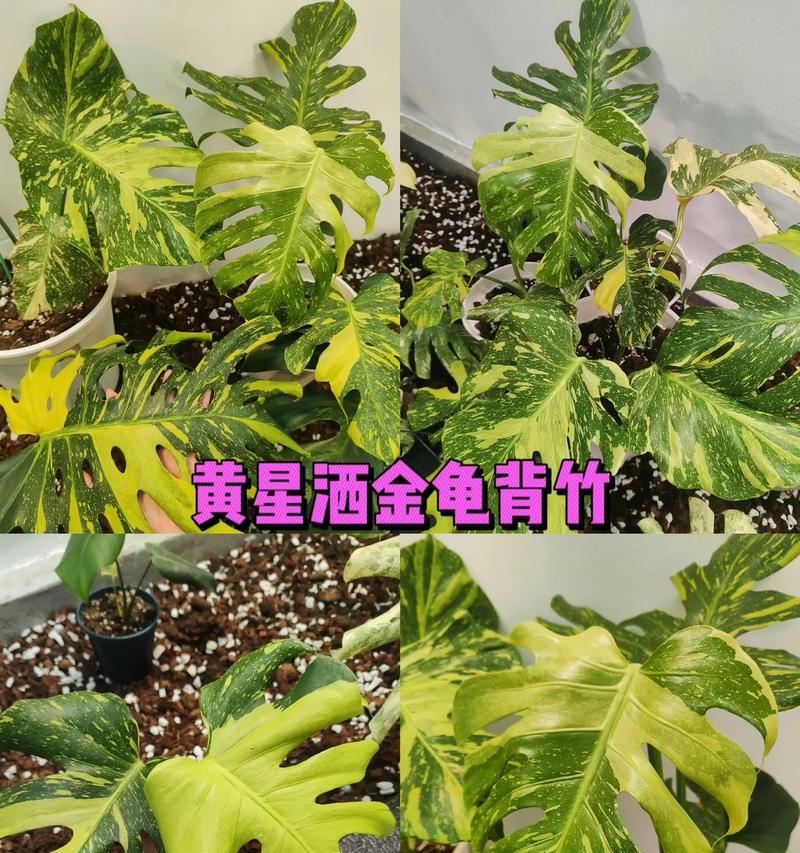 龟背竹的啤酒浇灌法（用啤酒浇灌，让龟背竹茁壮成长）