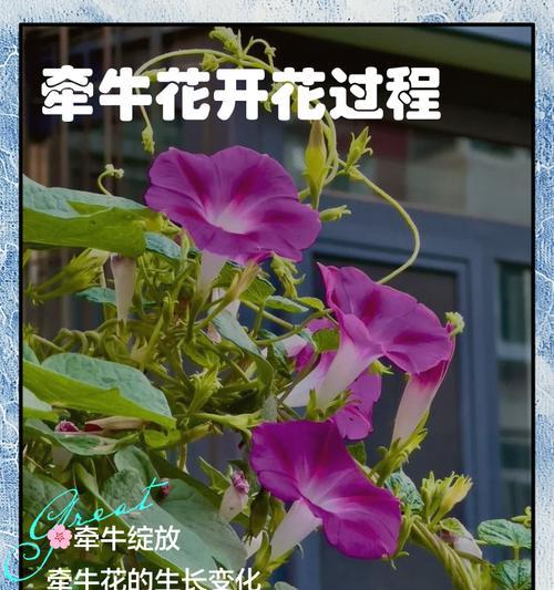矮牵牛的开花问题解决方法（以矮牵牛只长叶不开花的原因分析及解决策略）