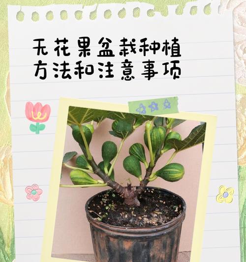 秋季如何扦插无花果（揭秘无花果秋季繁殖的秘密）