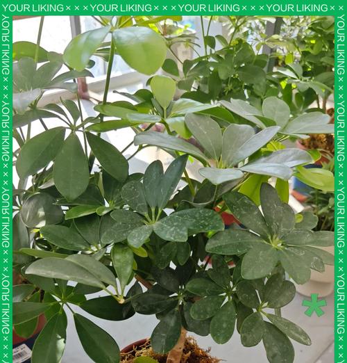 如何养护鸭脚木使其开花如春（一探鸭脚木的生长习性与养护技巧）