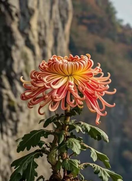 盆栽菊花的营养需求（探索菊花生长所需的关键养分）