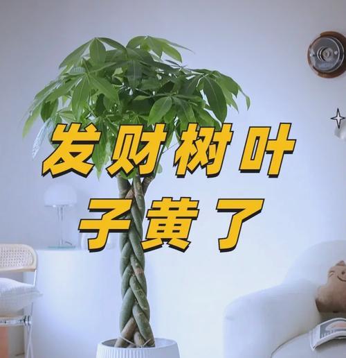 发财树叶子发黄的原因及护理方法（探究发财树叶子发黄的原因，教你如何正确护理发财树）