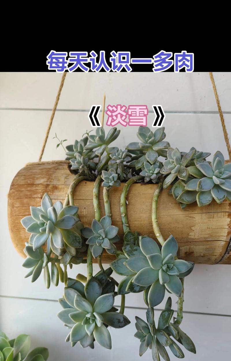 淡雪多肉叶子发黑的原因及处理方法（为什么淡雪多肉的叶子会变黑？如何有效处理？）