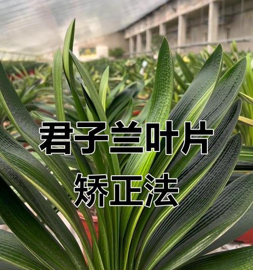 以君子兰叶子整齐的种植技巧（打造美丽的君子兰——叶子整齐的秘诀）