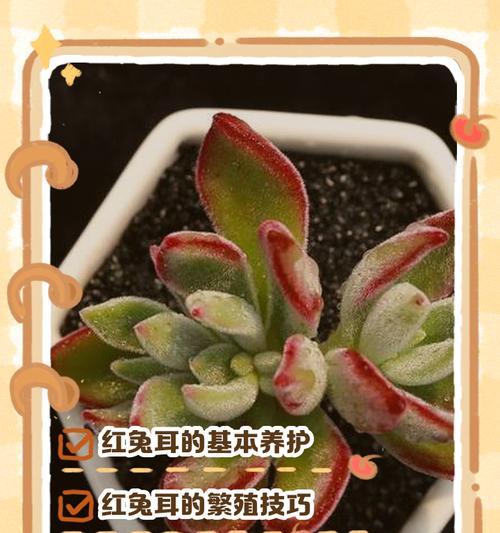 多肉植物月兔耳的养殖与养护指南（月兔耳——美丽多肉植物的最佳选择）