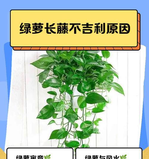 绿萝怎样养才能更旺盛吸附墙上（打造繁茂墙上景致，绿萝养护秘籍大揭秘）