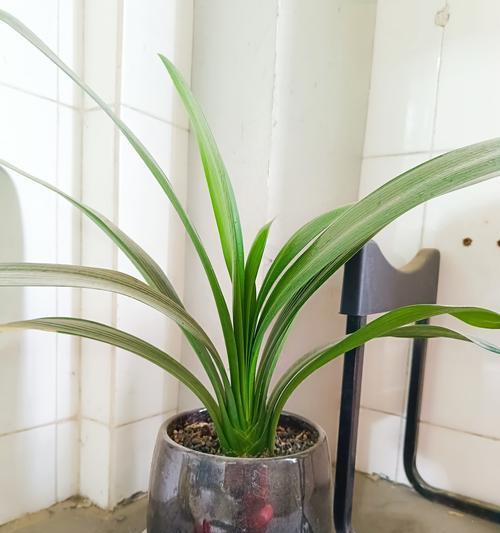 以君子兰用普通土怎么养？（用普通土种植君子兰的技巧与要点）