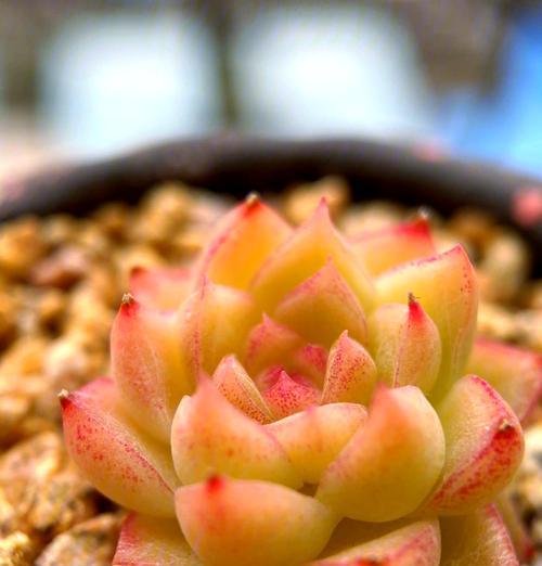 多肉种植中的施肥时机（优化多肉生长的关键——适时施肥）