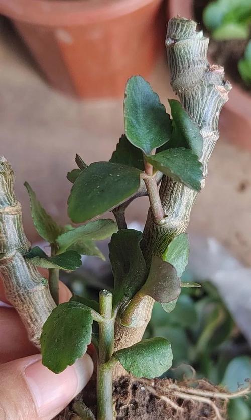 如何剪辑长寿花叶子茂密（打造健康繁盛的长寿花植株）