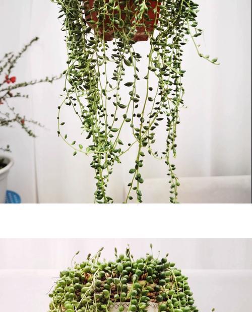 多肉植物吊兰的浇水时间（如何科学合理地给吊兰浇水）