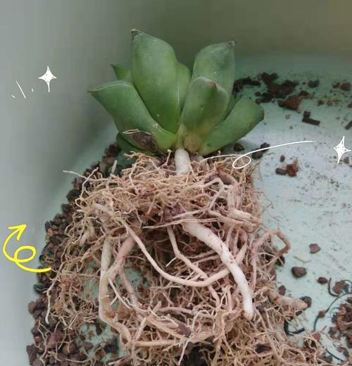 多肉玉露夏天不可浇水的原因（探究多肉玉露夏季不浇水的生长特点与科学依据）