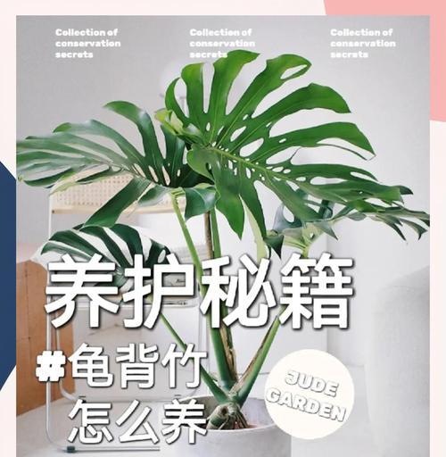 龟背竹的气根处理探究（探索龟背竹气根修剪的技巧与方法）
