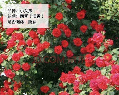 欧月花的养殖技巧（打造美丽花坛的关键步骤）