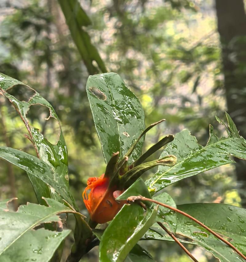 植物为什么会发黄（探究植物叶子发黄的原因及解决方法）