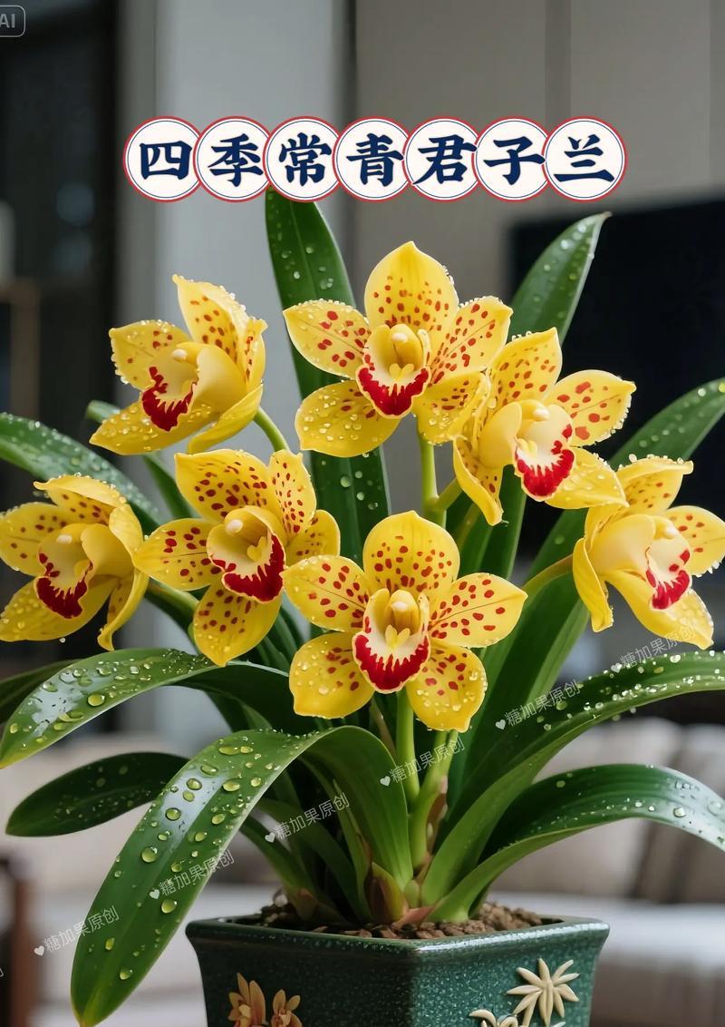 盆栽君子兰的养护宝典（打造健康繁花的君子兰，科学养护不可少）