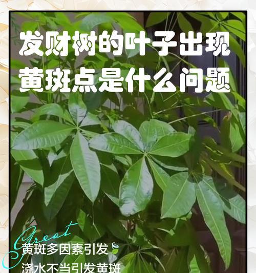 掉叶的发财树（发财树叶子掉落成为困扰，教你恢复树叶生机）