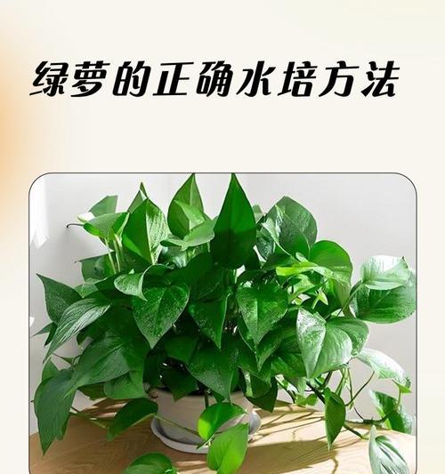 打造碧绿常春藤的养护秘籍（让你的常春藤焕发碧绿生机，家中小园也能享受绿意盎然的美好！）