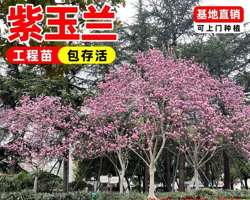 寻找玉兰的秘密（探讨玉兰为何没有开花的原因与解决方法）