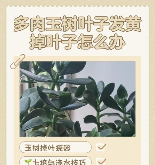 常春藤黄叶掉叶原因及处理方法（常春藤叶子变黄掉叶可能的原因和对策）