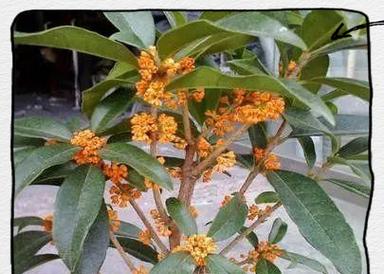 多的桂花酿何事，香闻遍野间（桂花盛宴，拥抱秋天的芬芳）