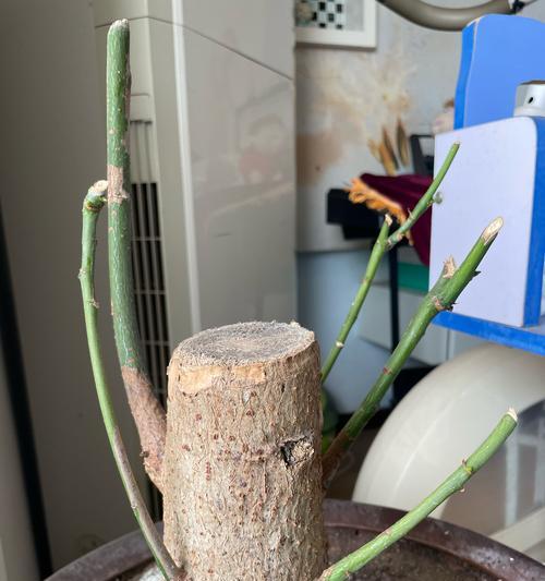 如何促使发财树长叶又长杆？（掌握关键技巧让发财树生机盎然，财富滚滚来！）