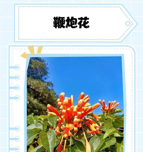 河北鞭炮花的养殖技巧（如何在家中成功养殖河北鞭炮花）
