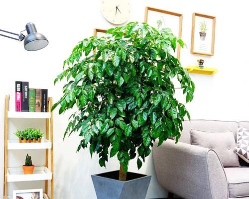 家居盆栽花卉的选择与养护指南（打造温馨室内花园，让家居焕发生机）