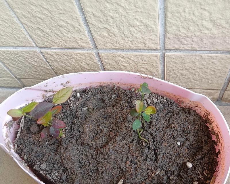 自家盆栽蓝莓，打造自己的土壤配方（手把手教你制作适合盆栽蓝莓的土壤）