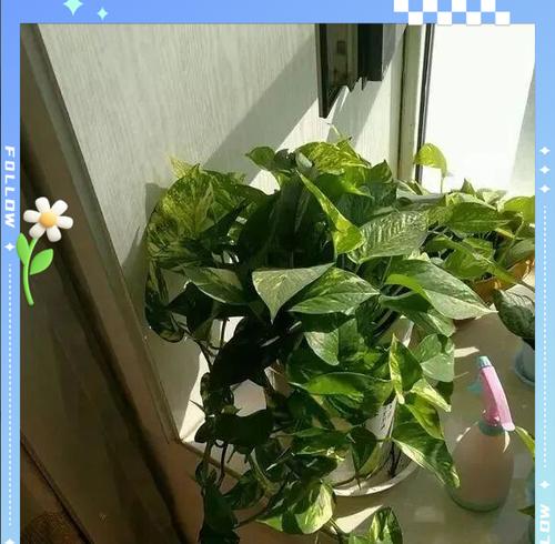 绿萝长爆盆的处理方法（有效措施帮助绿萝恢复健康）