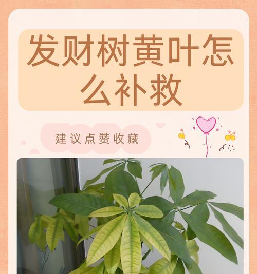 家里养的发财树为何会出焦？（如何处理家里养的发财树出焦的问题？）