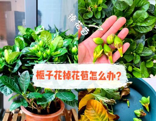 以桅子花怎么摘心为主题的摘心技巧与方法（掌握摘心的窍门，让桅子花养护更顺利）
