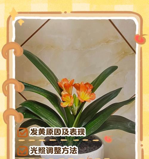 君子兰的新叶迟迟不出，该如何处理？