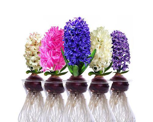 风信子之美（解读花卉美丽背后的象征与照料方法）