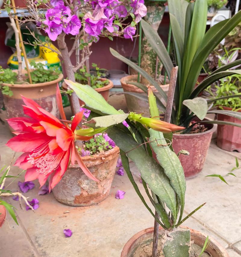 《虎皮令箭花的养殖技巧》（以虎皮令箭花怎么养啊）