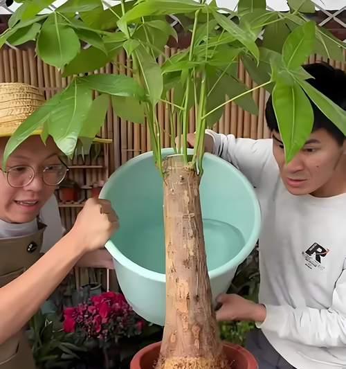 如何拯救发财树枝干腐烂的困境（发财树枝干腐烂的原因及救治方法探讨）