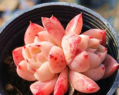 花卉肉肉养殖指南（打造美丽多肉花园的关键技巧）
