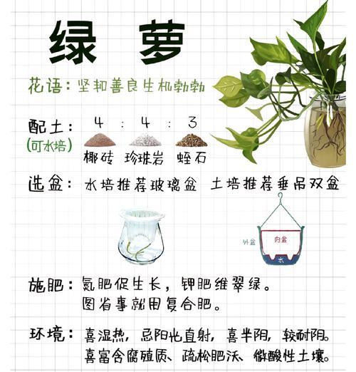 如何辨别绿萝是否有烂根（掌握关键诀窍，保持绿萝的健康生长）