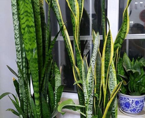 北方盆栽养护秘籍（北方好养活的盆栽种类与养护要点）