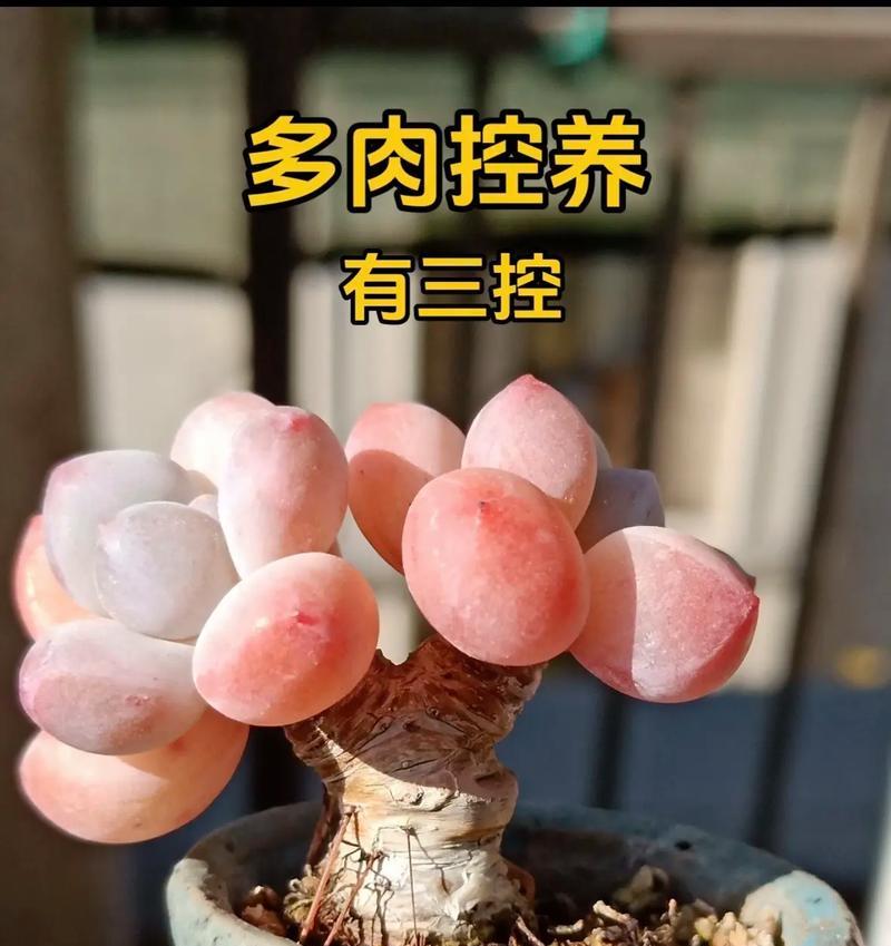 以小盆多肉的控养技巧（打造美丽多肉花园的秘密）