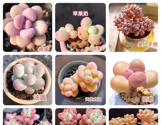 多肉施肥的正确方法（选择适合多肉的肥料，让它们健康成长）