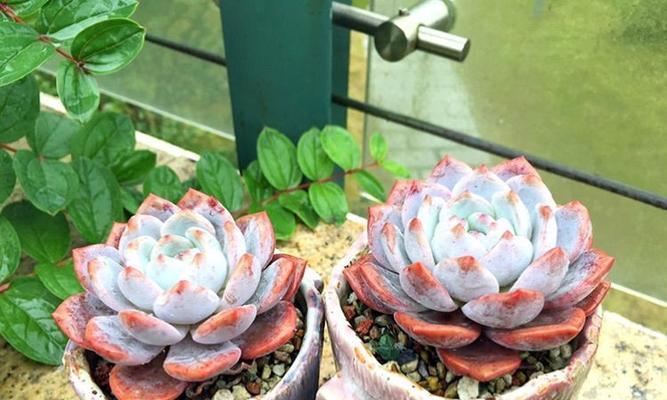 如何正确保存多肉珍珠橙？（保存多肉珍珠橙的关键技巧及注意事项）