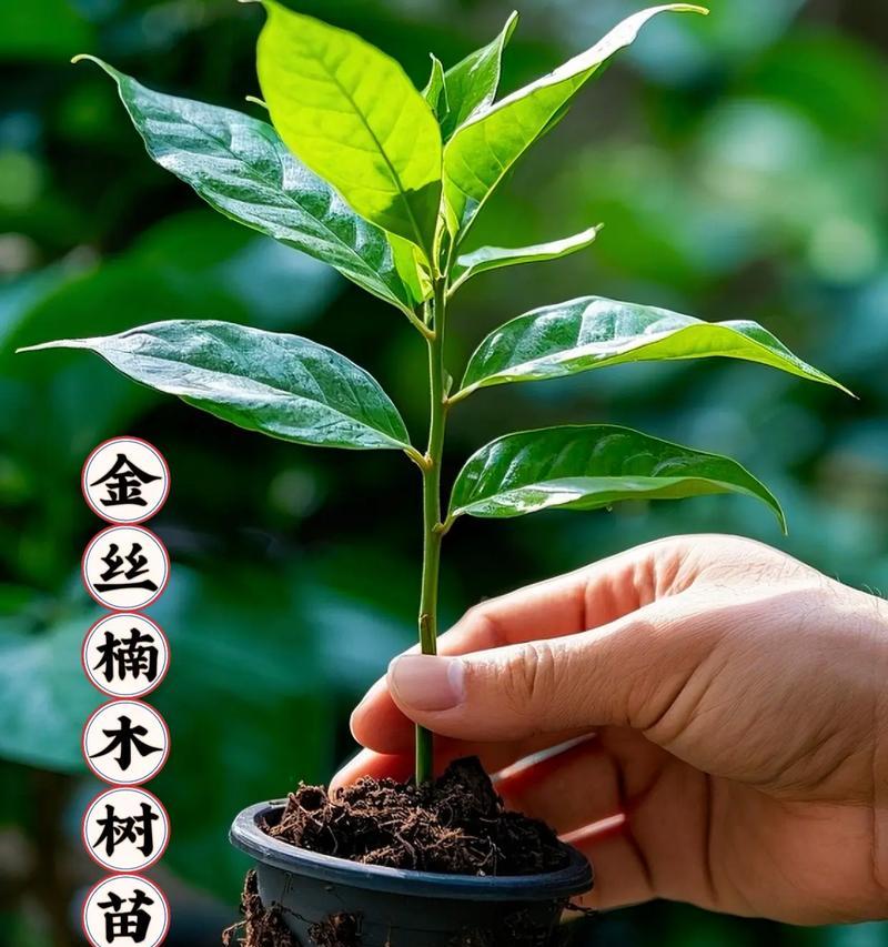 金丝楠盆栽的养殖技巧（打造居家绿色景观，享受养植乐趣）