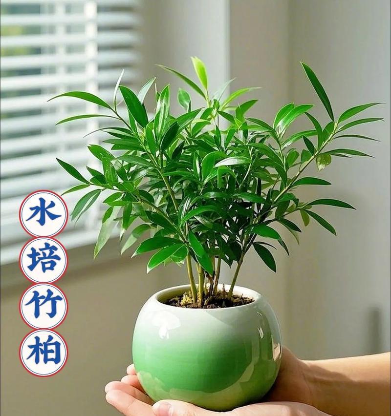 如何正确养护盆栽小竹子（打造绿意盎然的家居空间）