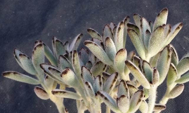 如何成功养殖月兔耳多肉植物（月兔耳多肉植物养殖方法与技巧）