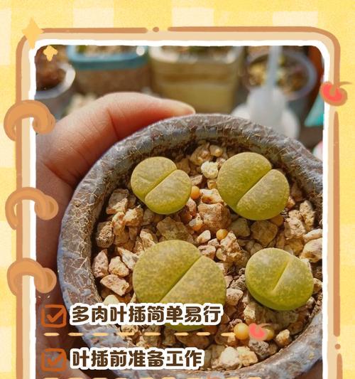 多肉茜之塔繁殖方法（用科学方法，让你的多肉茜之塔茁壮成长！）