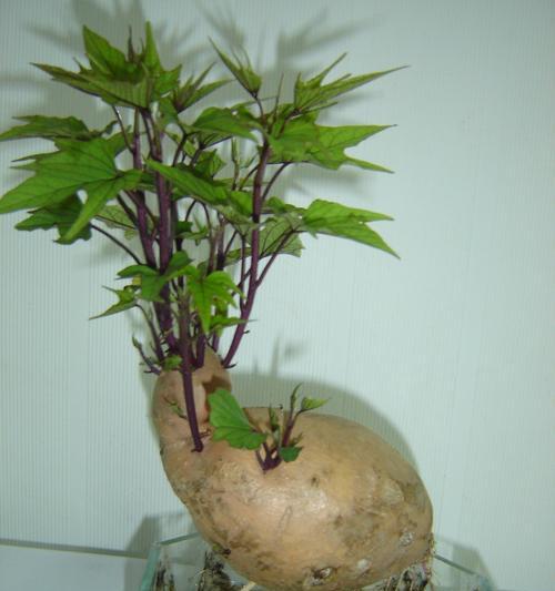 如何有效保温蔬菜盆栽（保温关键方法及实践）