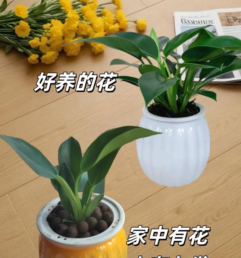如何繁殖绿钻花（掌握绿钻花的繁殖技术，让您的花园充满青春与生机）