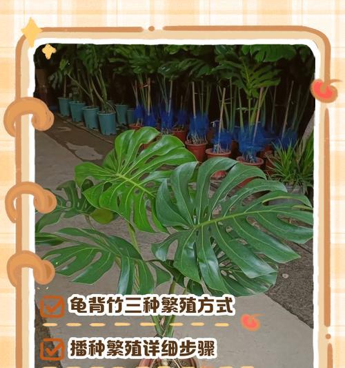 以龟背竹不开裂的种植方法与技巧（保持土壤湿润是种植龟背竹的关键）