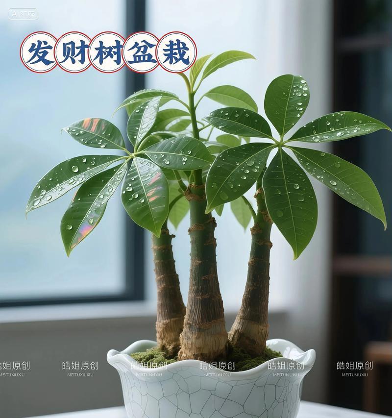 《发财树的寿命有多长？》（揭秘室内盆栽发财树的成长周期及关键因素）